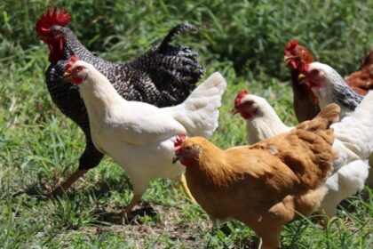 తెలంగాణలో, మర్మమైన వ్యాధి కారణంగా 3 రోజుల్లో 2,500 కోళ్లు చనిపోతాయి