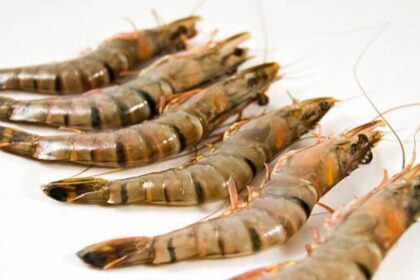 అమెరికా సుంకాల ప్రభావం ప్రభావం .. ఏపీ అక్వా అక్వా రైతుల సంచలన సంచలన సంచలన సంచలన నిర్ణయం ..