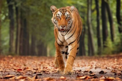 మెడారామ్ టైగర్: మేడారం వైపు వైపు పెద్దపులి అడుగులు .. భయాందోళనలో భయాందోళనలో ప్రజలు .. అప్రమత్తంగా ఉండాలన్న ఉండాలన్న ఉండాలన్న