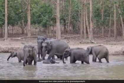 Z+ భద్రత? ఏనుగు కుటుంబం దూడ చుట్టూ రక్షిత వృత్తాన్ని ఏర్పరుస్తుంది