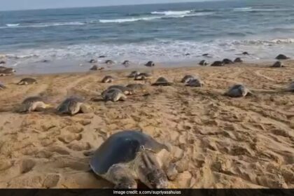 ఒడిశా ట్యాగ్ ఆలివ్ రిడ్లీ తాబేలు 51 రోజుల్లో ఆంధ్ర తీరానికి 1,000 కిలోమీటర్లు ప్రయాణిస్తుంది