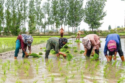వరితో పాటు 14 ఖరీఫ్ పంటలకు కనీస కనీస మద్దతు పెంచిన పెంచిన కేంద్రం- కేంద్రం- సెంటర్ ఖరీఫ్ పంటల కోసం MSP ని పెంచుతుంది,